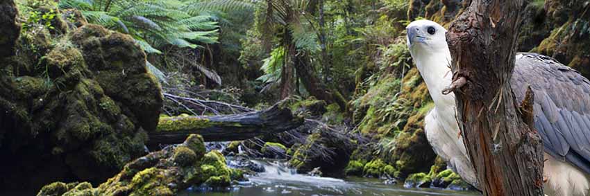 Close to the Tarkine wilderness