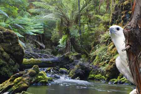 Tarkine wilderness